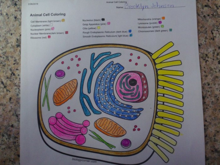 Cell animal coloring biologycorner parts membrane worksheets function reticulum endoplasmic describe briefly