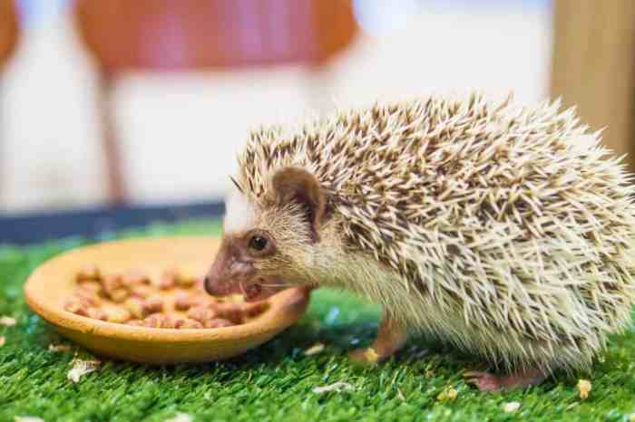 Gesunde ernährung für kinder igel