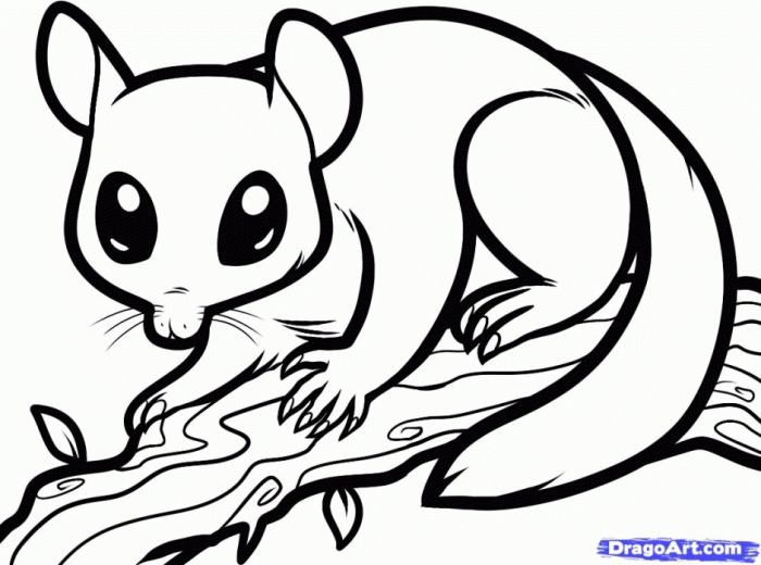 Nocturnal animals coloring pages