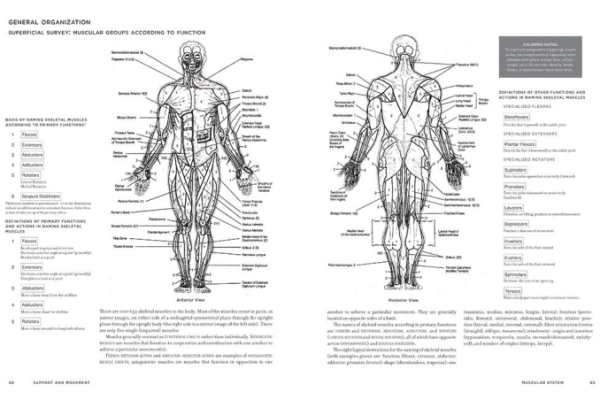 Animal anatomy coloring book