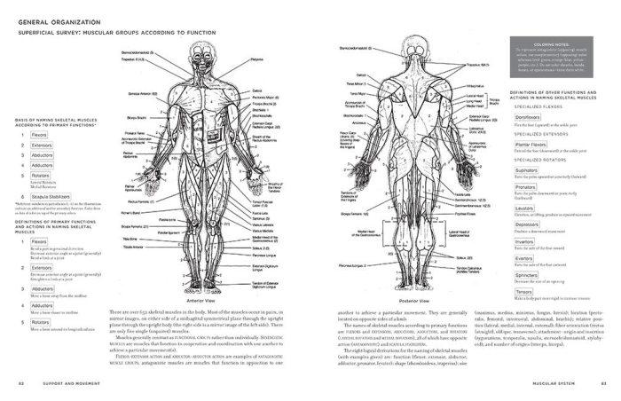 Animal anatomy coloring book