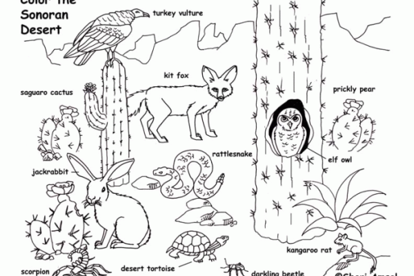 Desert animals coloring pages