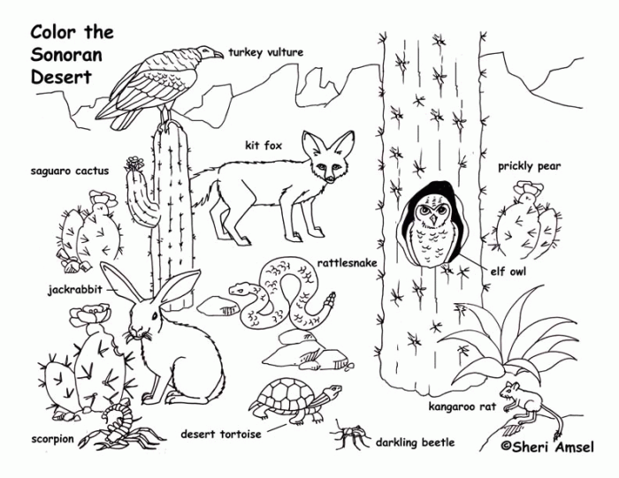 Desert animals coloring pages