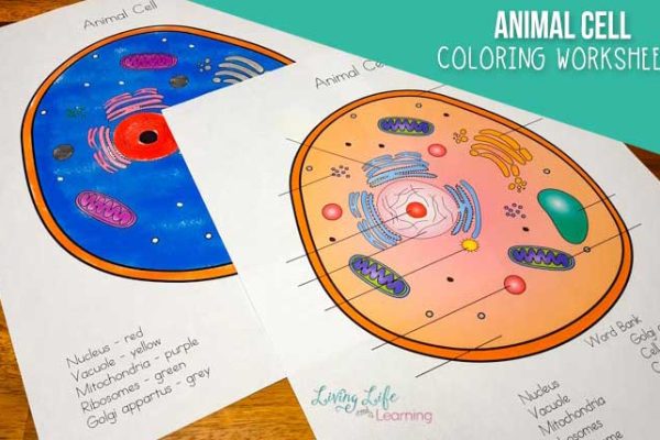 Animal cell coloring worksheet