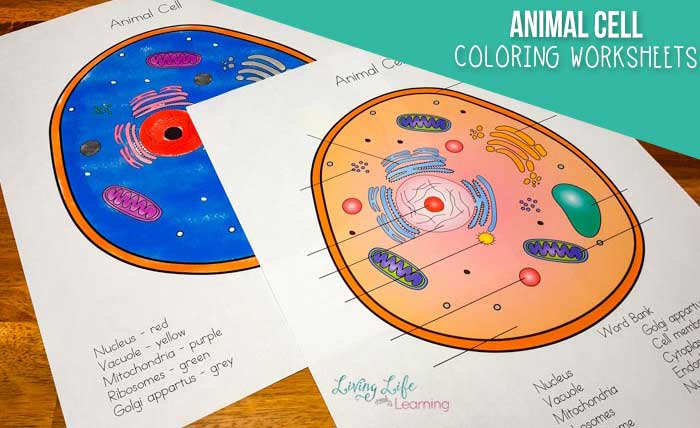 Animal cell coloring worksheet