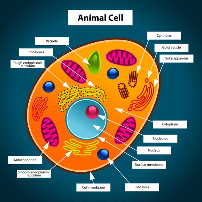 Animal cell coloring worksheet