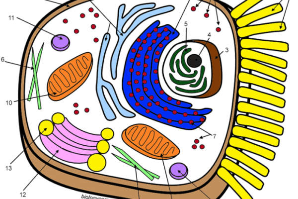 Biologycorner.com animal cell coloring