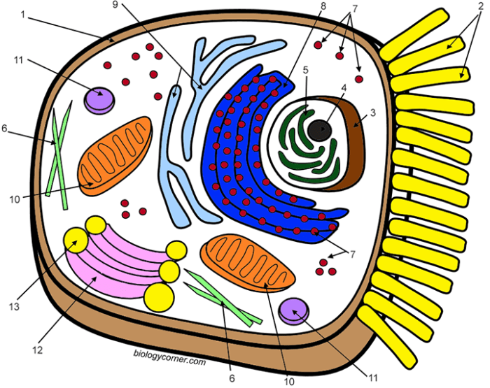 Biologycorner.com animal cell coloring