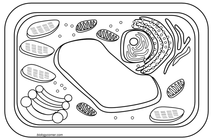 Biologycorner.com animal cell coloring