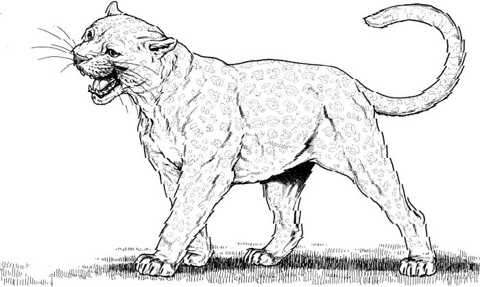 Black panther animal coloring pages