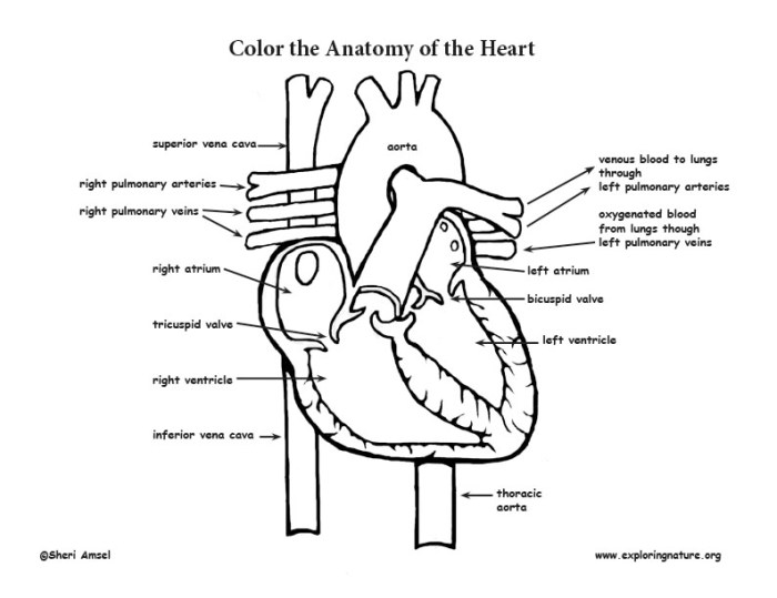 Animal anatomy coloring pages