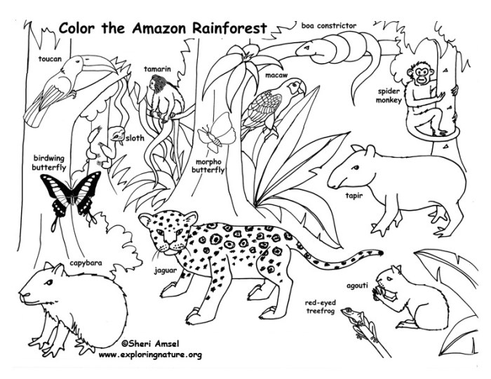 Rainforest animal coloring pages