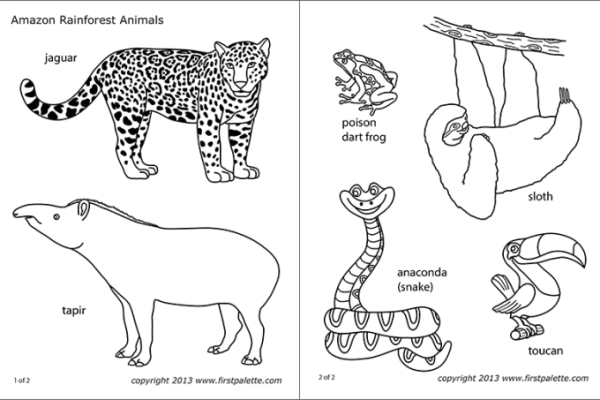 Rainforest animal coloring pages