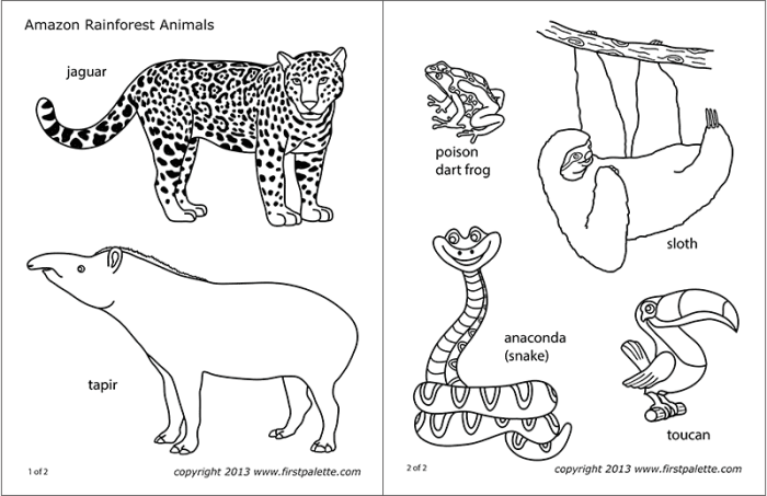 Rainforest animals coloring pages