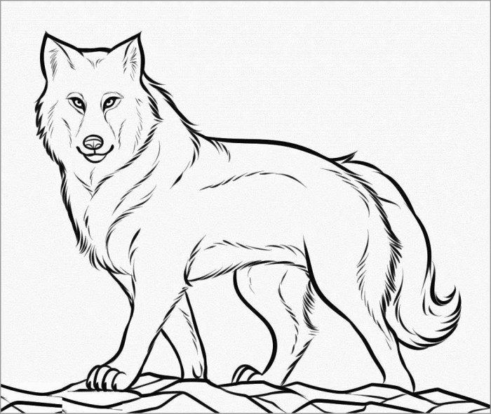 Wolf anime coloring pages