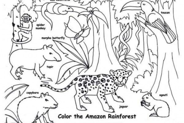 Woodland animal coloring pages