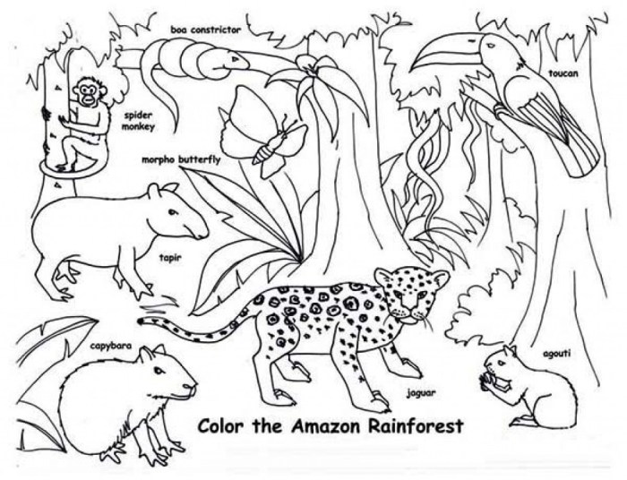 Woodland animal coloring pages