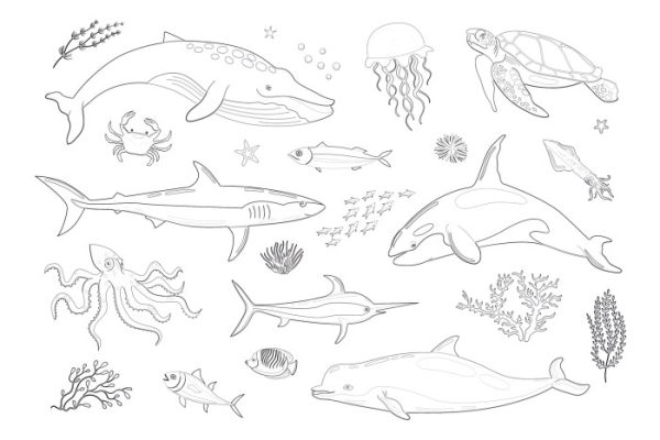 Marine animals coloring pages