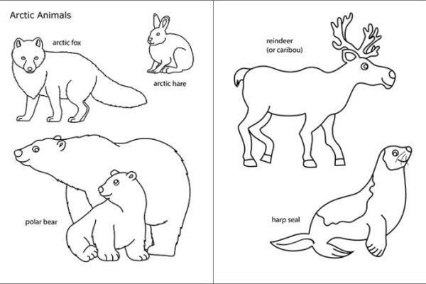 Winter animal coloring pages