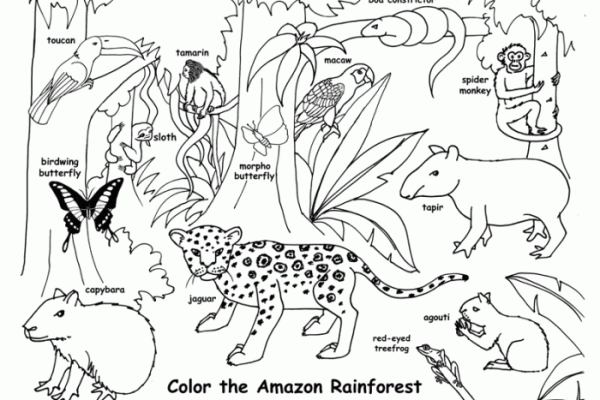 Rainforest animals coloring pages