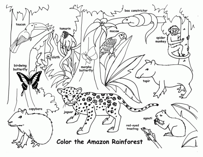 Rainforest animals coloring pages